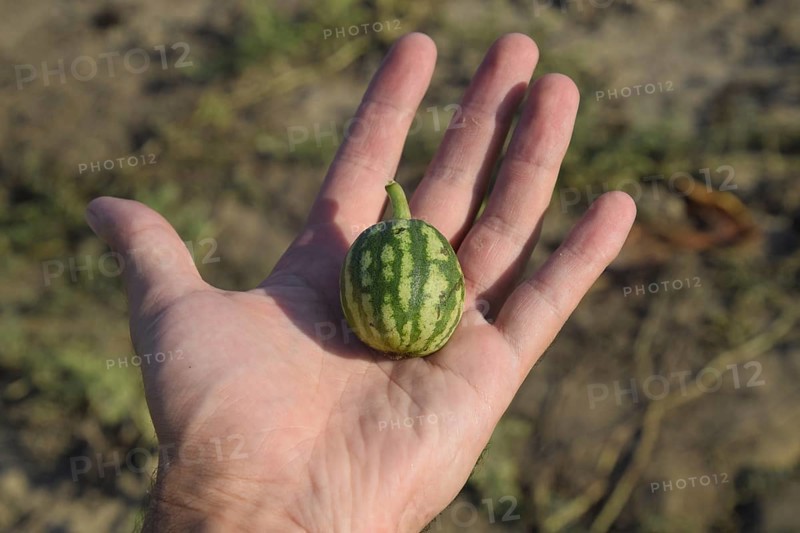 Small watermelon in the palm of your hand. Atyrau, Kazakhstan
