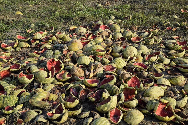 Heaps of rotting watermelons. Peel of melon. Atyrau, Kazakhstan