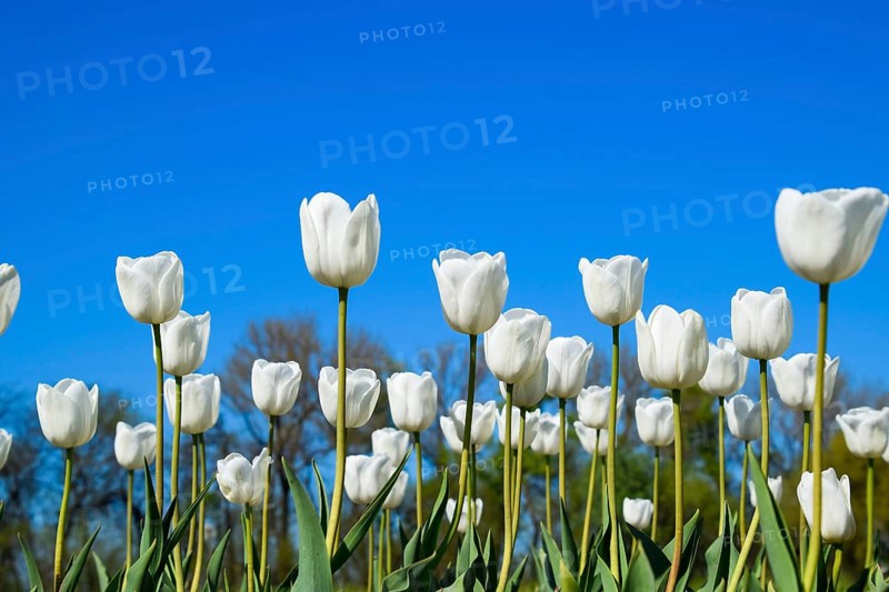 Better tulip flowers against the blue sky. Krasnodar, Russia