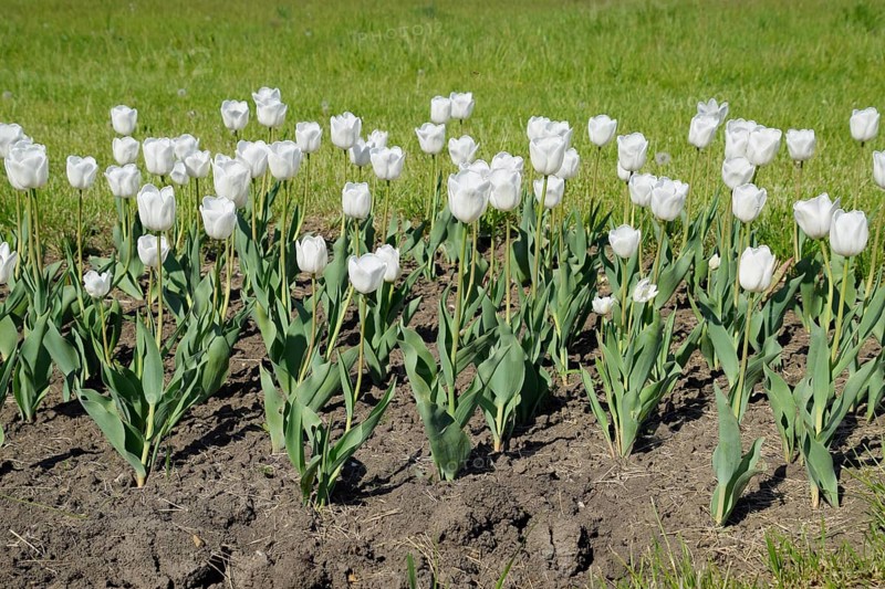 A flower bed with white tulips. Krasnodar, Russia