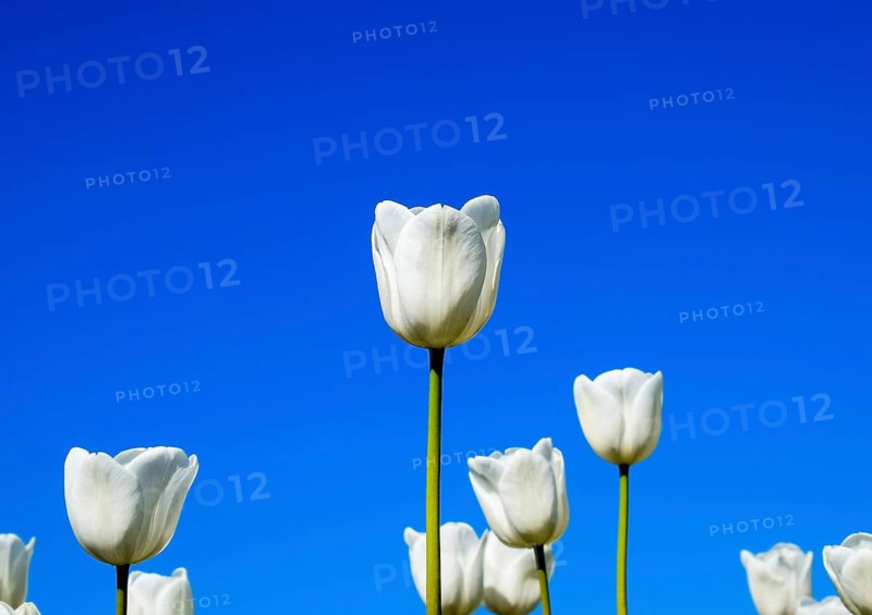 Better tulip flowers against the blue sky. Krasnodar, Russia