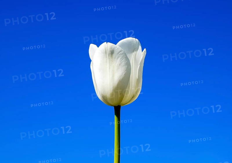 Better tulip flowers against the blue sky. Krasnodar, Russia