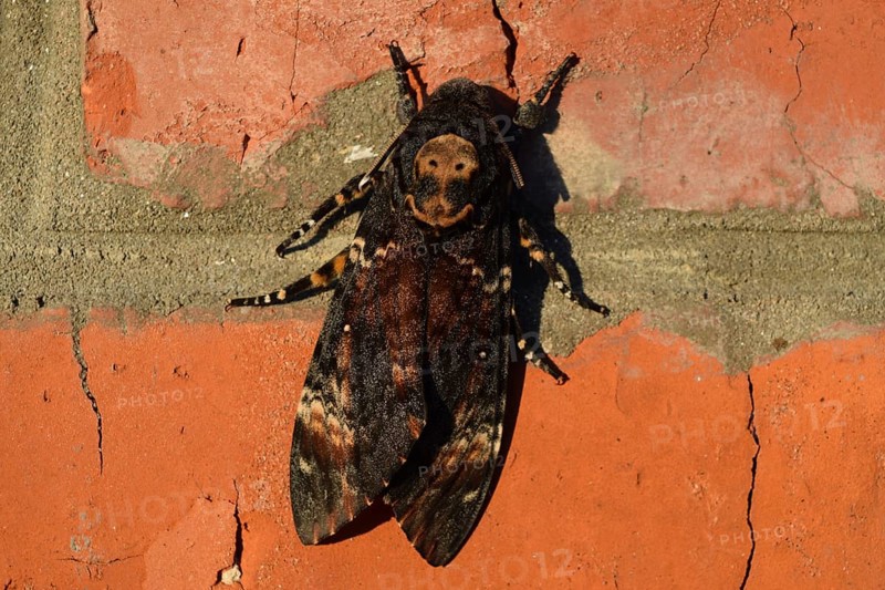 Dead head. The large massive butterfly belonging to family of brazhnik. Atyrau, Kazakhstan