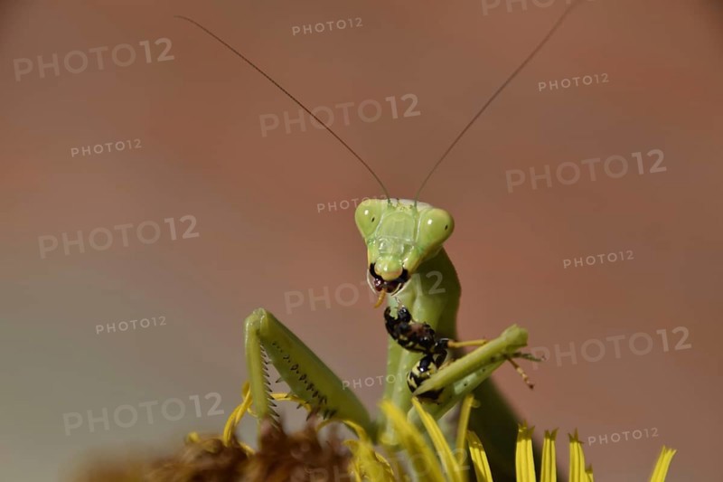 The female praying mantis devouring wasp. Krasnodar, Russia