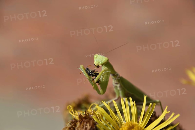 The female praying mantis devouring wasp. The female mantis religios. Predatory insects. Huge green female mantis