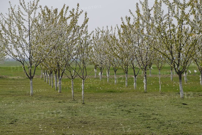 Prunus avium Flowering cherry. Atyrau, Kazakhstan
