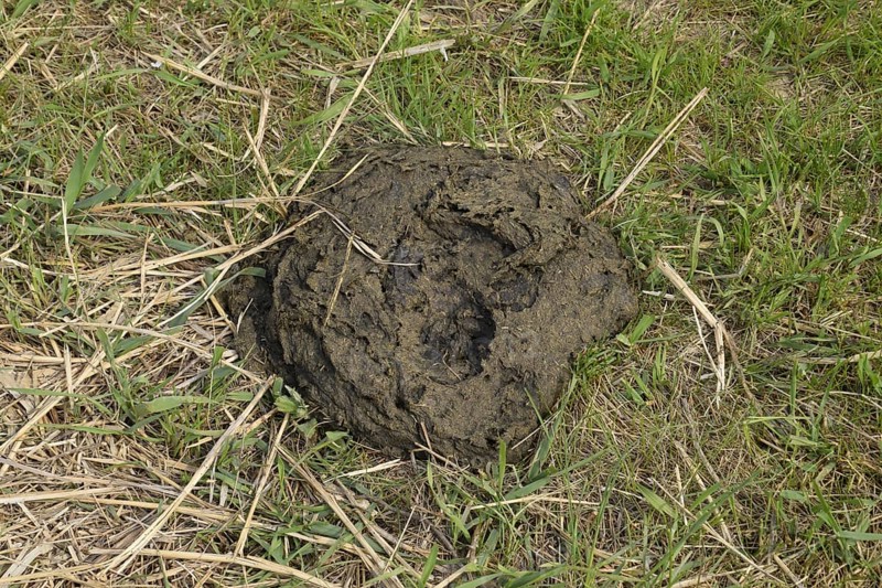 A cow cake in the grass. Manure of cattle. Krasnodar, Russia