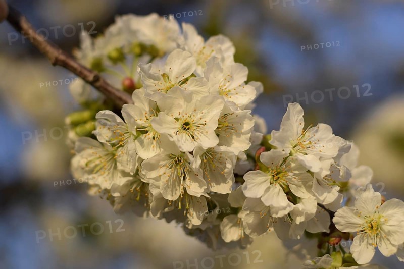 Prunus avium Flowering cherry. Cherry flowers on a tree branch