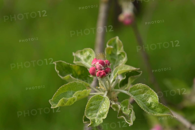 Flowers of an apple tree on a branch. Krasnodar, Russia