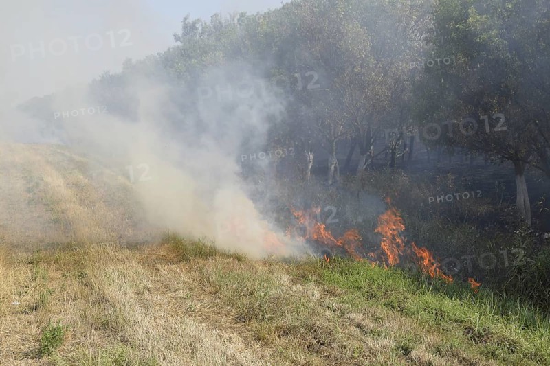Fire in the forest. Fire and smoke in the forest litter. Atyrau, Kazakhstan