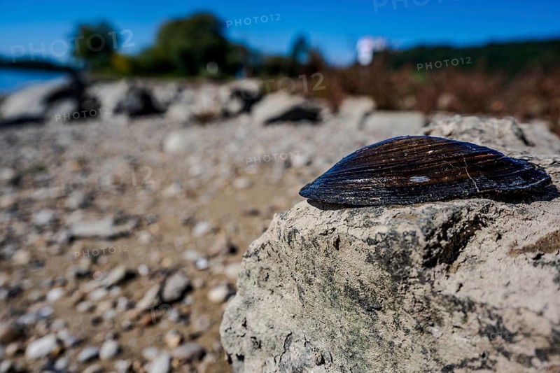 A large shell lies on a grey rock on the shore of a calm body of water. The sun is shining and the sky is clear. Bogen, Lower Bavaria