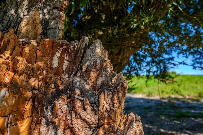 A tree stump stands in the sunlight, surrounded by green meadows. The bark shows interesting structures. A peaceful outdoor scene on a sunny day. Bogen, Lower Bavaria