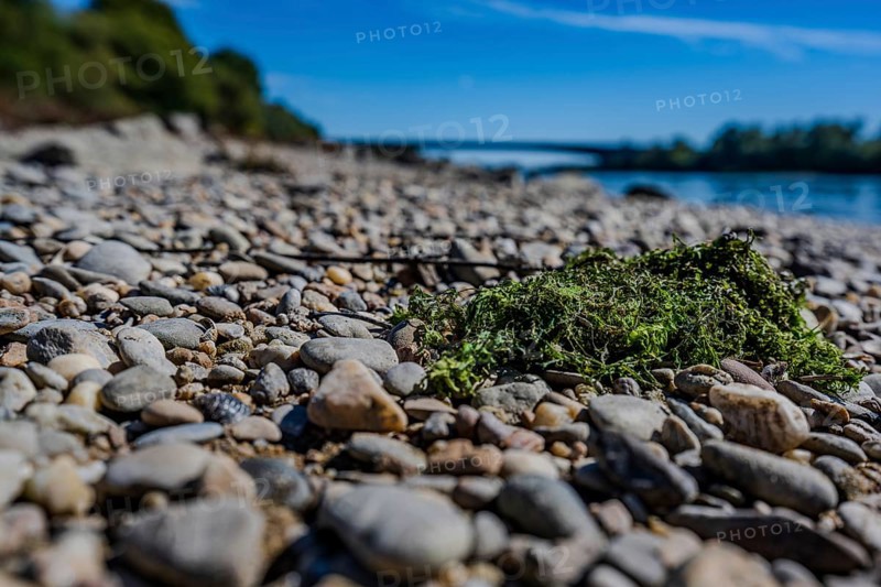 Small stones lie on the banks of a river while green algae rest on them. The sky is blue and the surroundings are peaceful. A beautiful place in nature. Bogen, Lower Bavaria