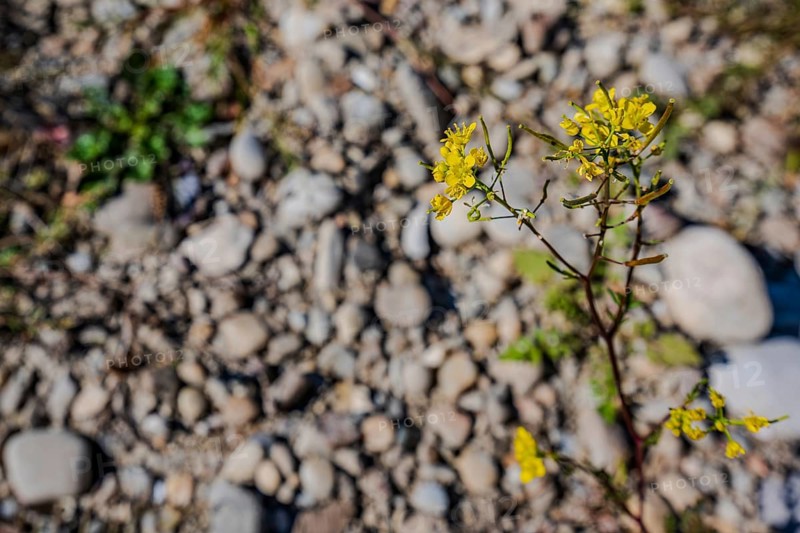 Bright yellow flowers bloom on dry gravelled ground. They contrast with the grey stones and healthy green grass. This scene shows the beauty of nature. Bogen, Lower Bavaria