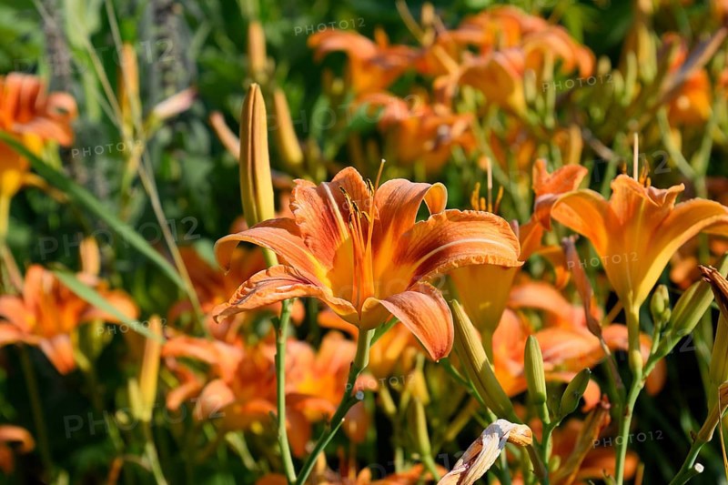 Flowers of orange lilies. Krasnodar, Russia