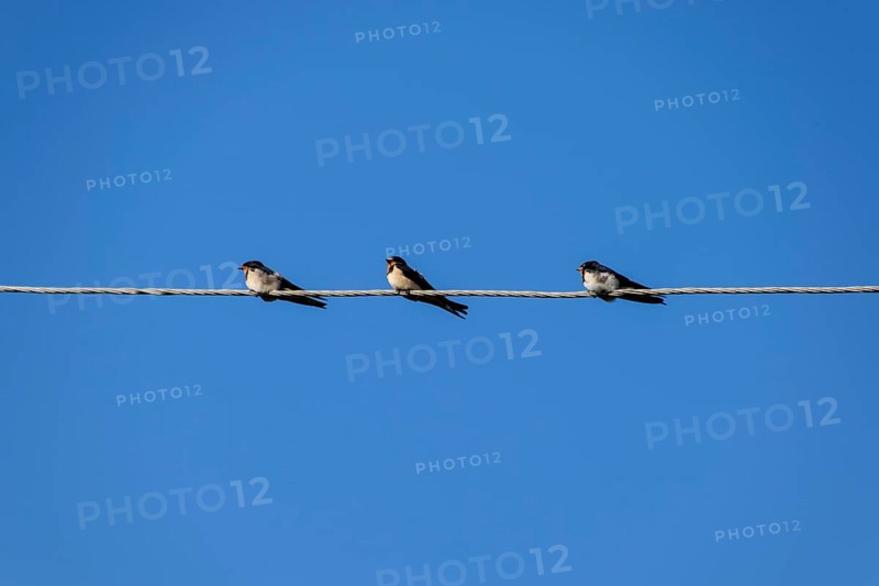 Swallows on the wires. Swallows against the blue sky. Krasnodar, Russia