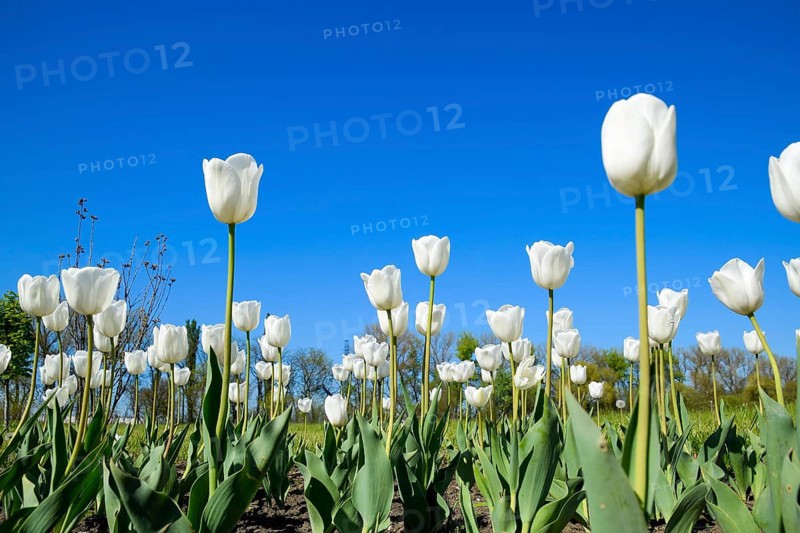 Better tulip flowers against the blue sky. Krasnodar, Russia