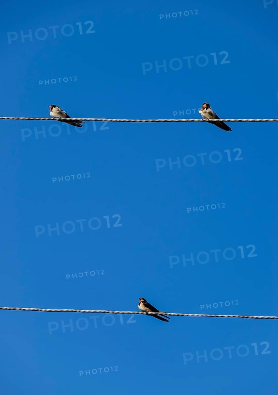 Swallows on the wires. Swallows against the blue sky. Krasnodar, Russia
