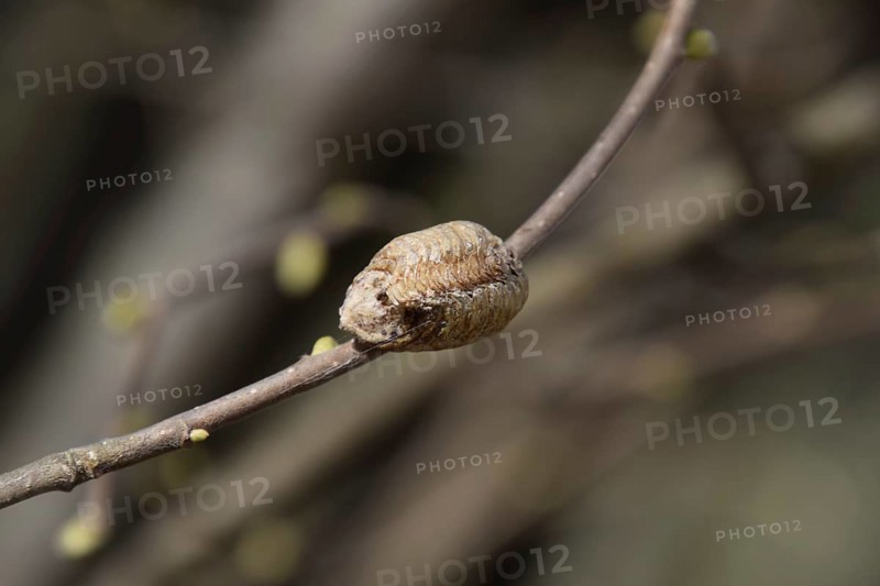 Ootheca mantis on the branches of a tree. The eggs of the insect laid in the cocoon for the winter are laid. Ooteca on a branch of hazelnut