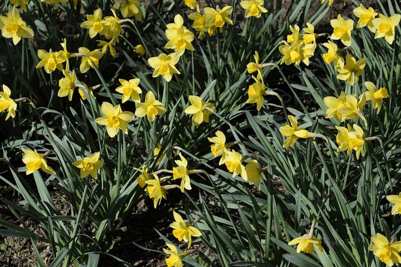 Flowers daffodil yellow. Atyrau, Kazakhstan