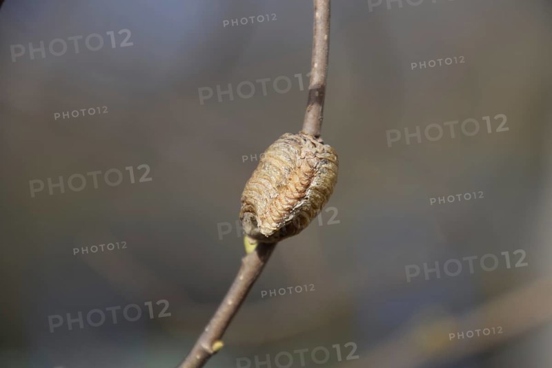 Ootheca mantis on the branches of a tree. Atyrau, Kazakhstan