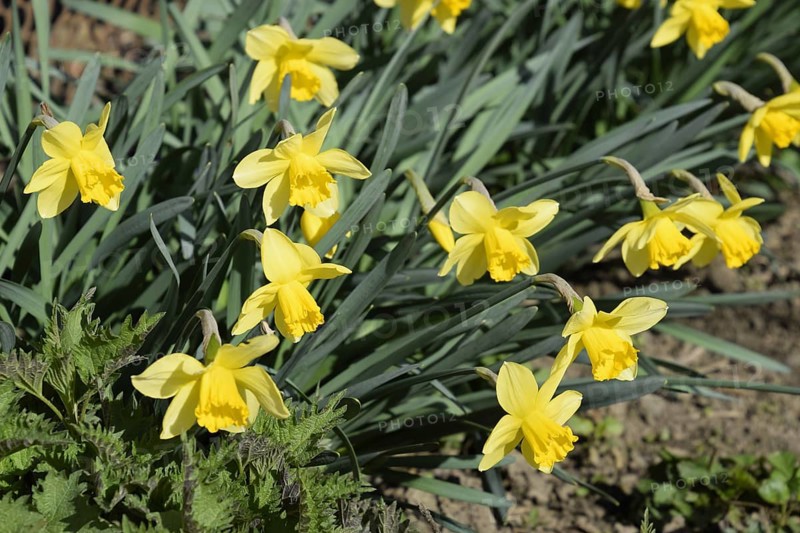 Flowers daffodil yellow. Atyrau, Kazakhstan