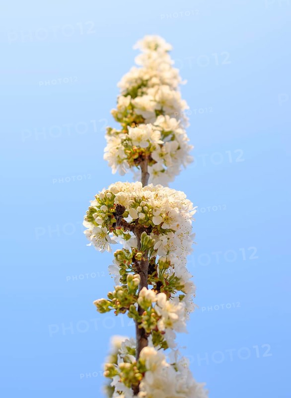 Prunus avium Flowering cherry. Krasnodar, Russia
