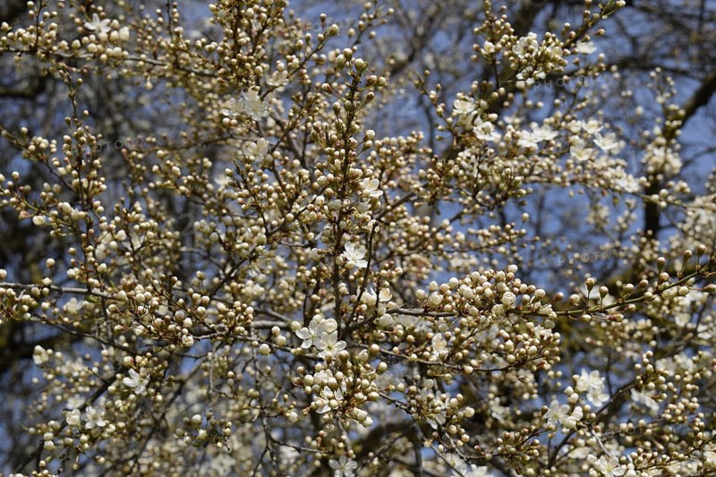 Flowering plum garden. Taman, Krasnodar Krai, Russia