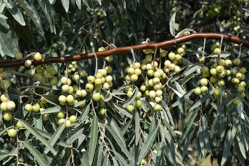 Elaeagnus commutata. Taman, Krasnodar Krai, Russia