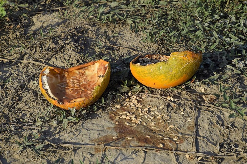 Chopped old rotten melon. An abandoned field of watermelons and melons. Rotten watermelons. Remains of the harvest of melons. Rotting vegetables on the field