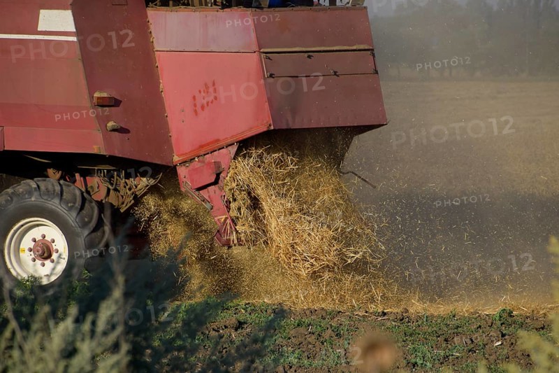 The old combine harvester harvests wheat. Atyrau, Kazakhstan