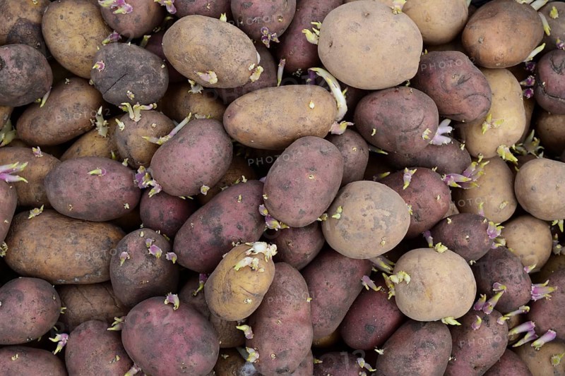 Germinated seed potatoes. Atyrau, Kazakhstan