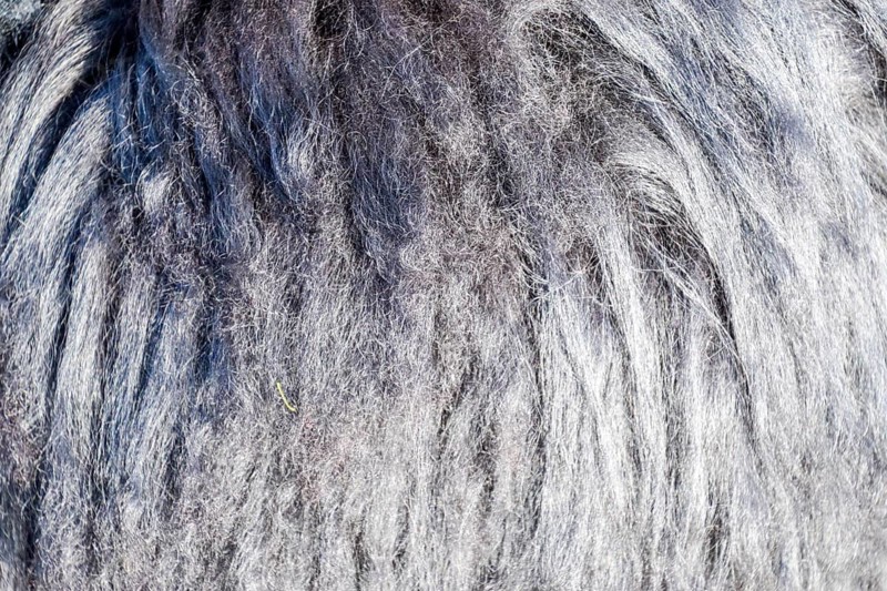 Background of sheep wool on a hat. Krasnodar, Russia