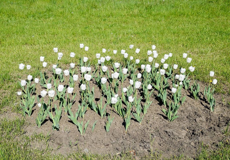 A flower bed with white tulips. White tulips, bulbous plants. Krasnodar, Russia