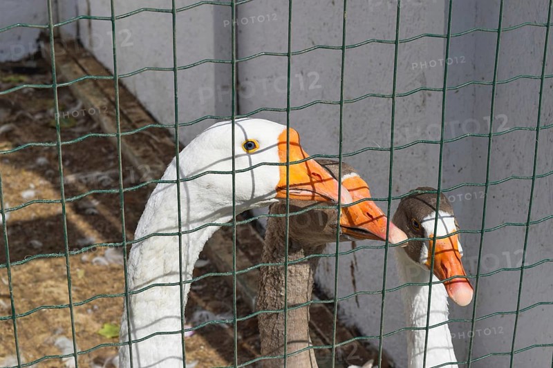 Geese in the cell enclosure. Taman, Krasnodar Krai, Russia