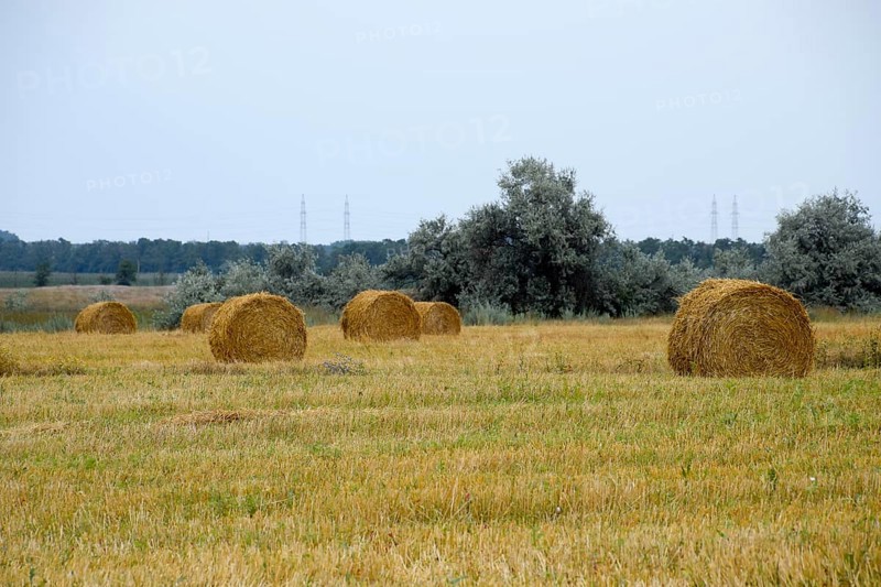 Haystacks rolled up in bales of alfalfa. Taman, Krasnodar Krai, Russia