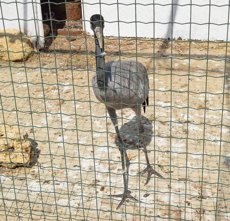 Crane in a cage. Taman, Krasnodar Krai, Russia