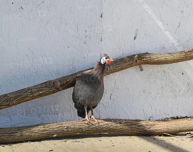 Guinea fowl in a cage. Taman, Krasnodar Krai, Russia