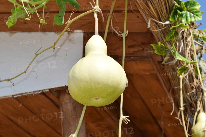 The fruits of bottle gourd. Taman, Krasnodar Krai, Russia