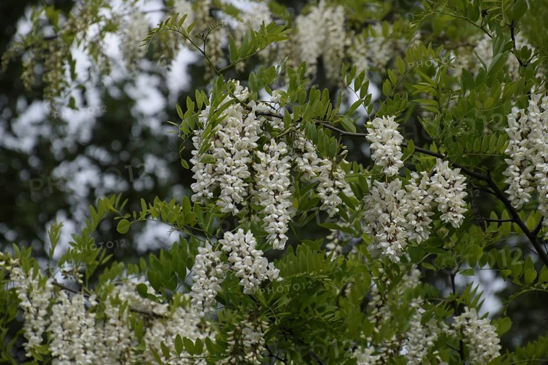 Flowering acacia white grapes. Taman, Krasnodar Krai, Russia