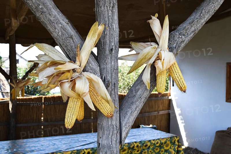 Hanging ears of yellow corn. Taman, Krasnodar Krai, Russia