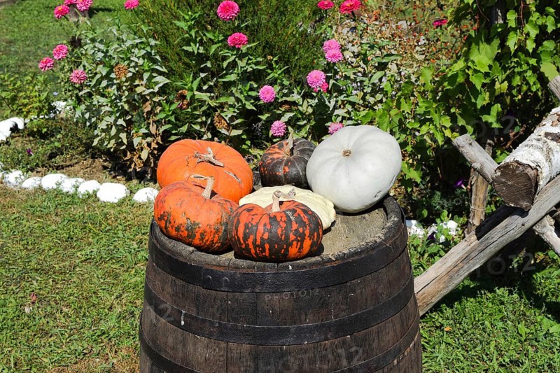 Multicolored pumpkins on a wooden barrel. Taman, Krasnodar Krai, Russia