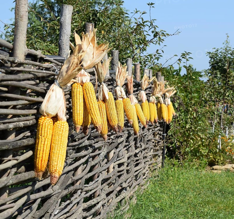 Hanging ears of yellow corn. Taman, Krasnodar Krai, Russia