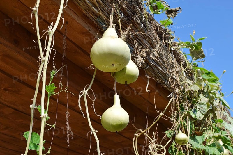 The fruits of bottle gourd. Growing tropical pumpkin. Taman, Krasnodar Krai, Russia