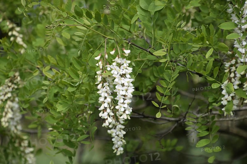 Flowering acacia white grapes. Taman, Krasnodar Krai, Russia