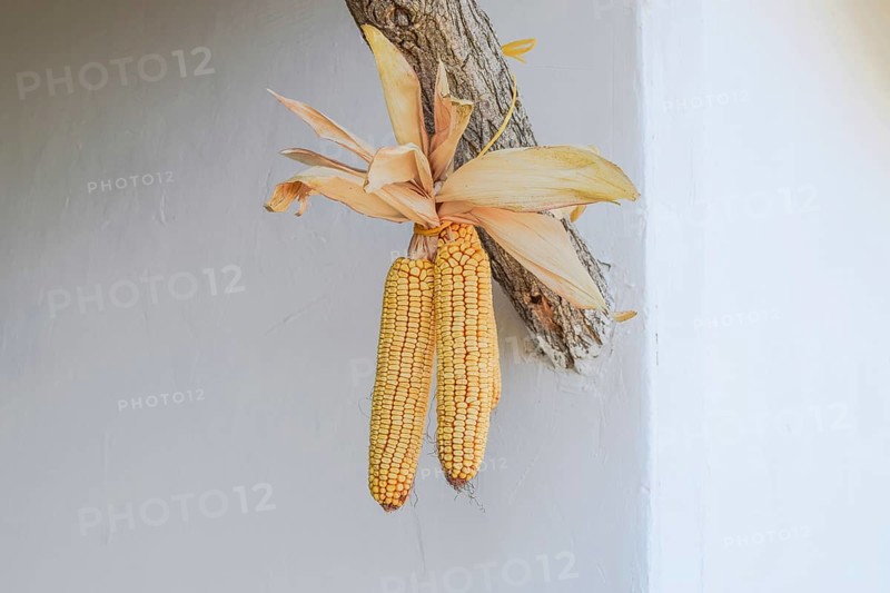 Hanging ears of yellow corn. Taman, Krasnodar Krai, Russia