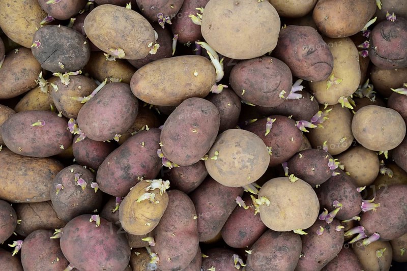 Germinated seed potatoes. Atyrau, Kazakhstan