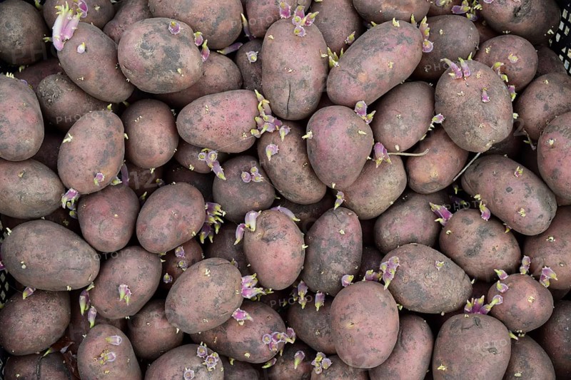 Germinated seed potatoes. Atyrau, Kazakhstan