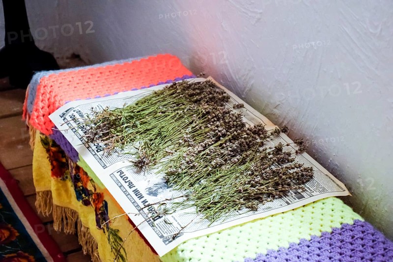 Harvesting and drying medicinal herbs on a newspaper. Taman, Krasnodar Krai, Russia