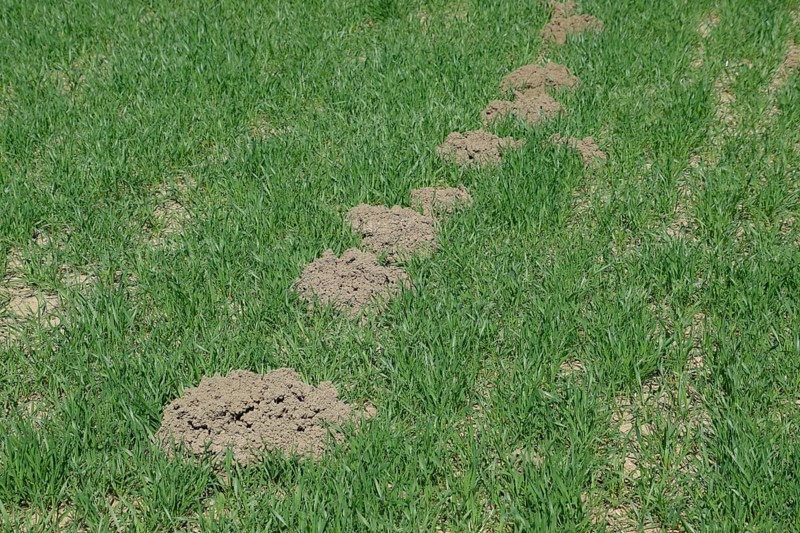 The mounds of soil left by the mole. Atyrau, Kazakhstan